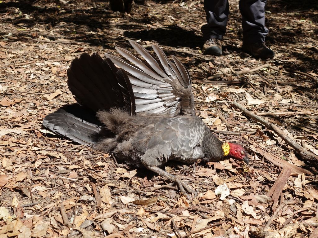 looked like a dead bush turkey :)