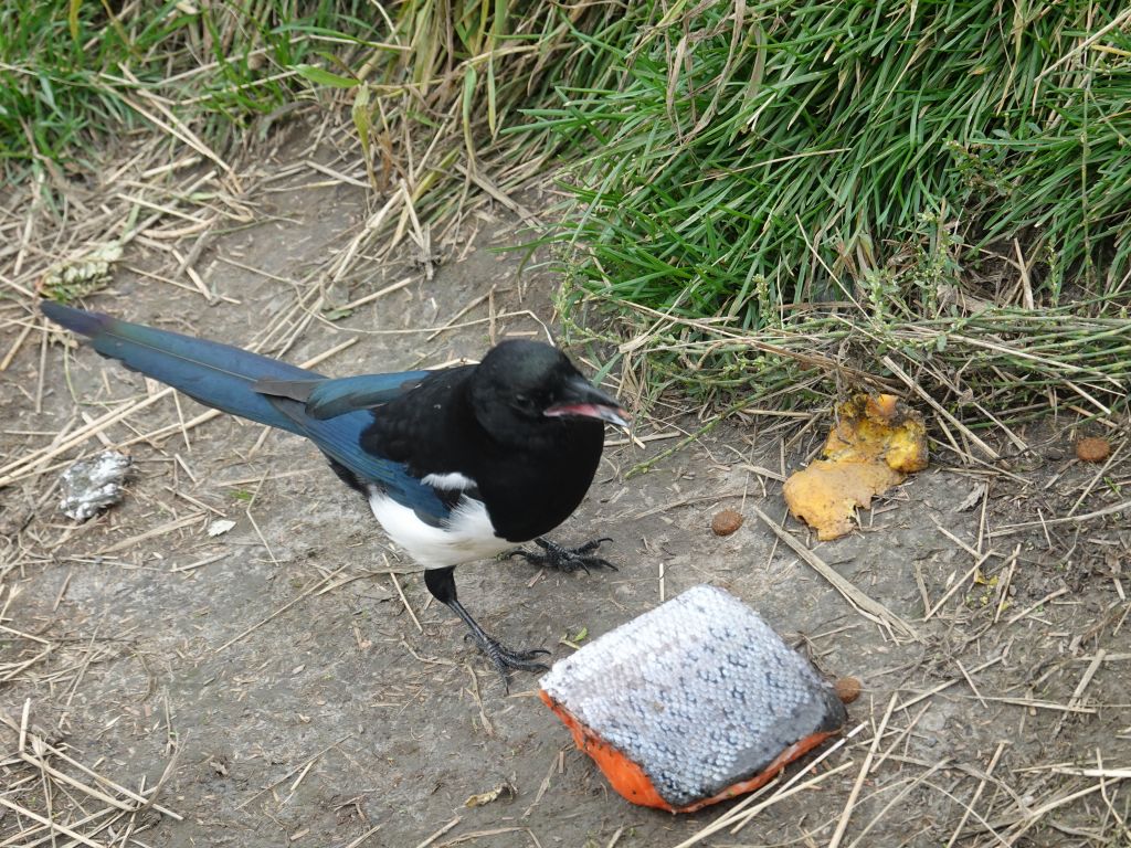 the michoko bird was fighting the bears for their food