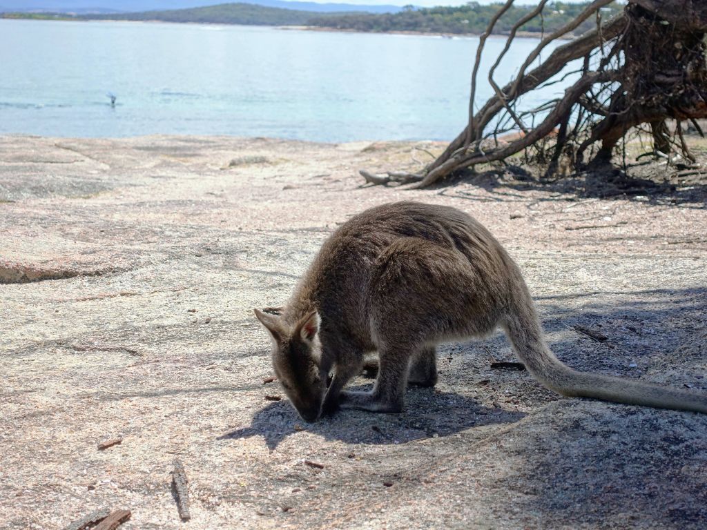 and did I mention wallabies?