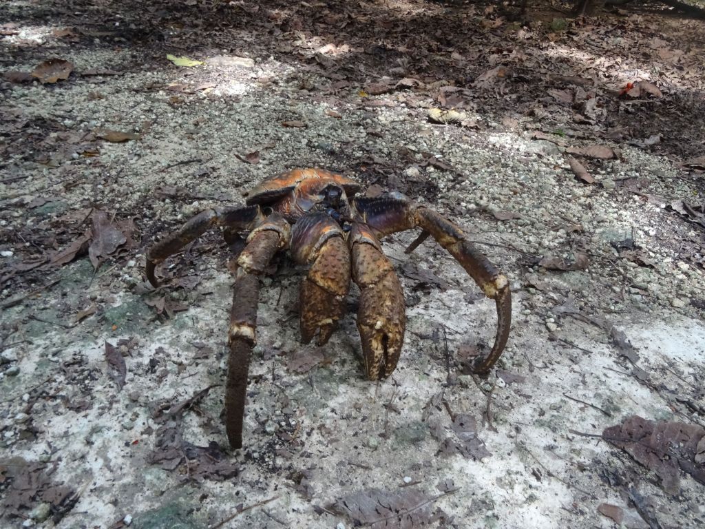 coconut crabs come in different colors