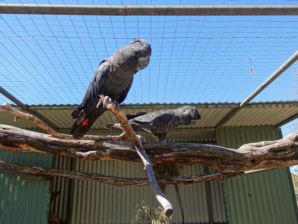 cockatoos are awesome birds, they always love my sunflower seeds