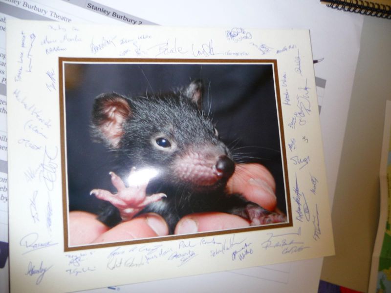 all the money raised went to saving Tasmanian Devils