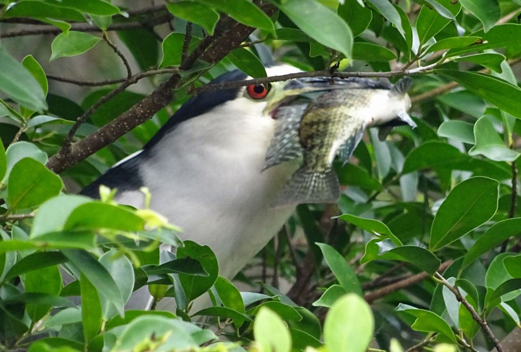 happy bird