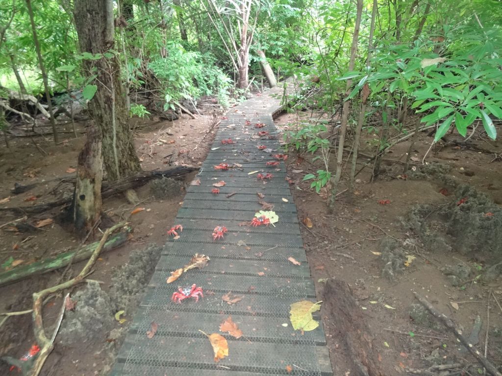 the path was littered with crabs