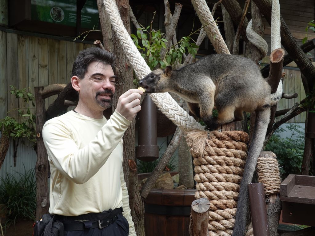 first time with a tree kangaroo, they are normally not very social