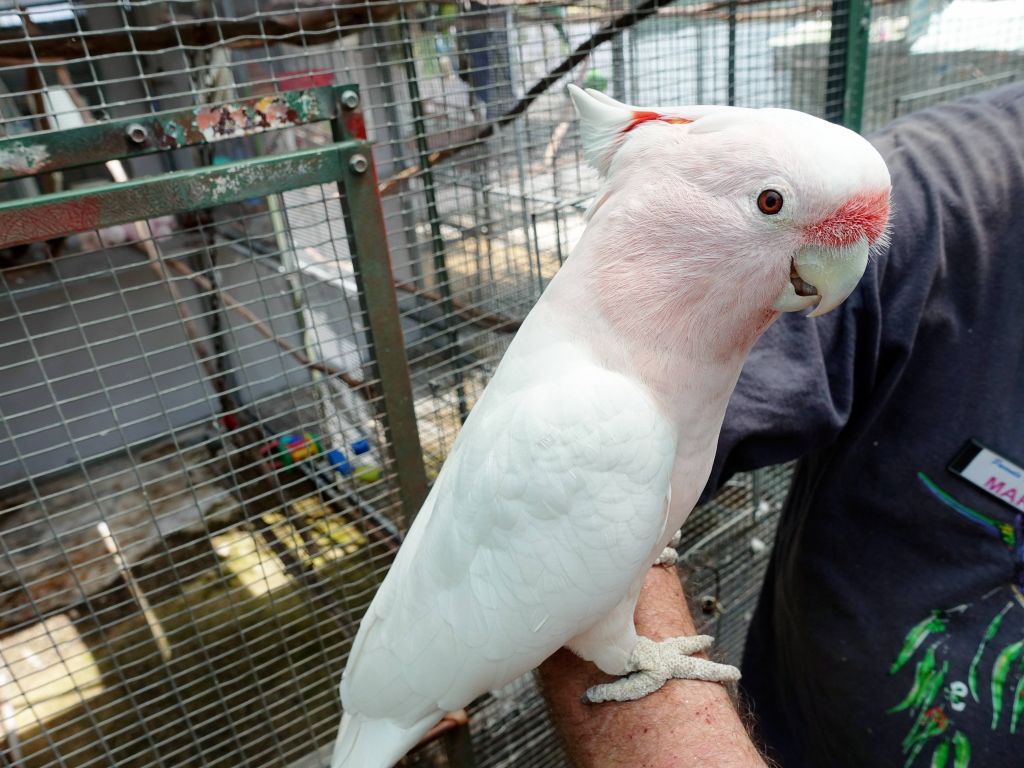 cockatoos too