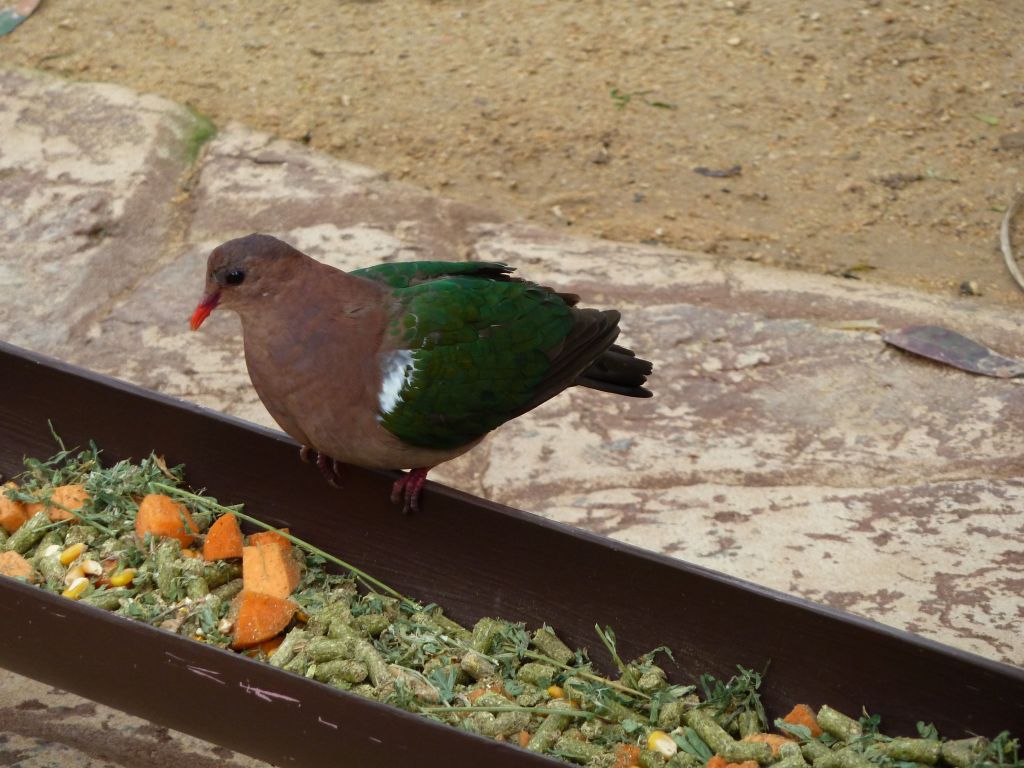 even their pigeons are colorful