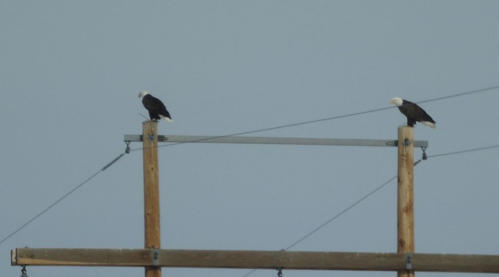 a couple of bald eagles