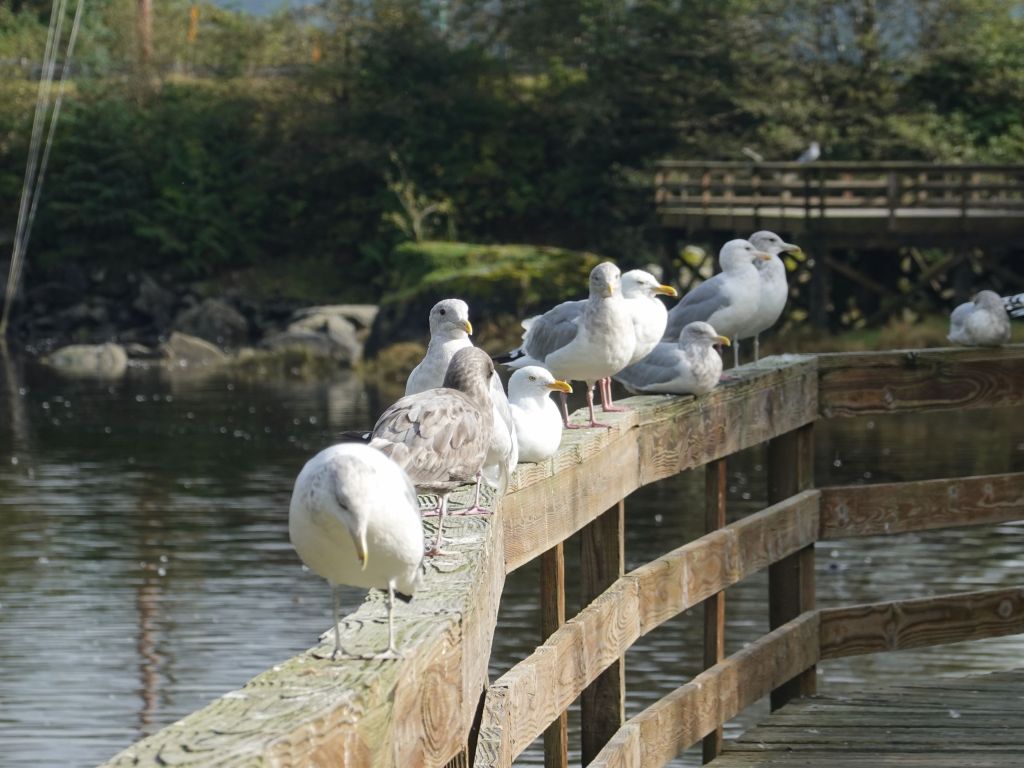 the seagulls were there to eat salmon leftovers