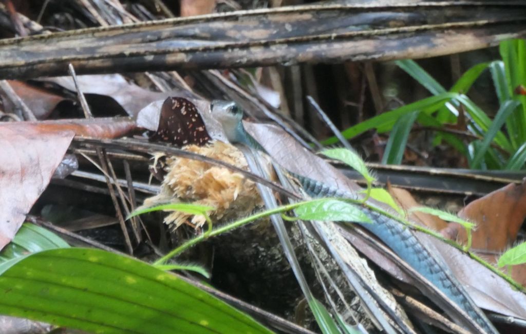 jennifer found a small snake on the way back