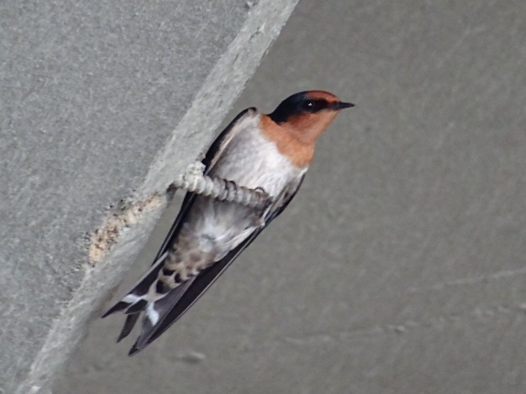 lots of swallows in that tunnel