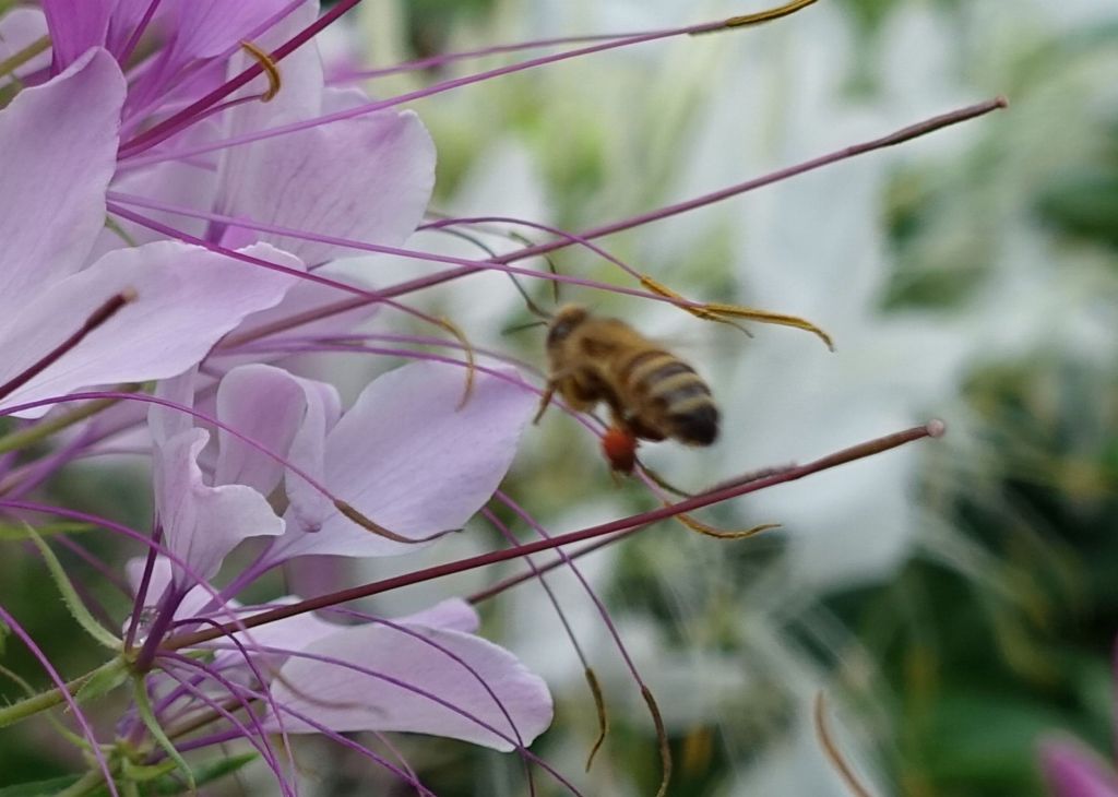 heavily loaded bee 