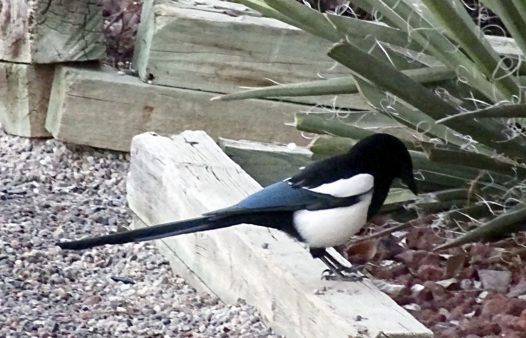 the magpie, aka the michoko bird :)