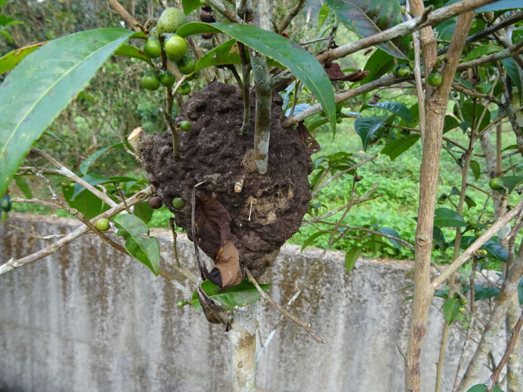 ants actually build their nests up in trees for protection