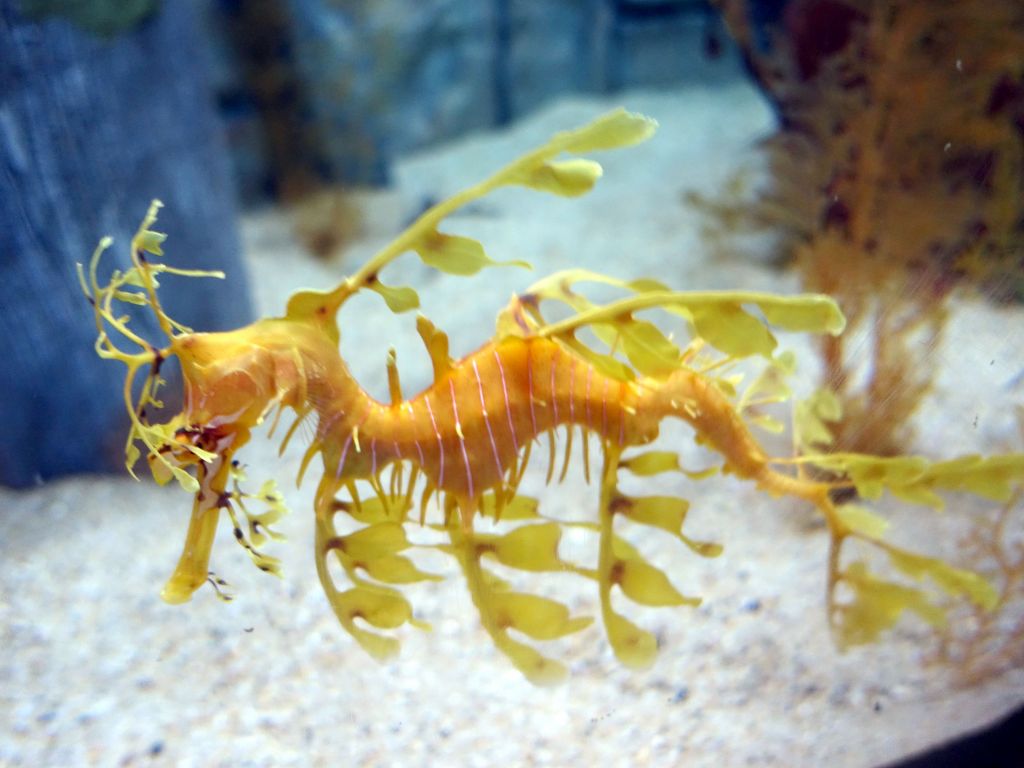 leafy seadragon just awesome :)