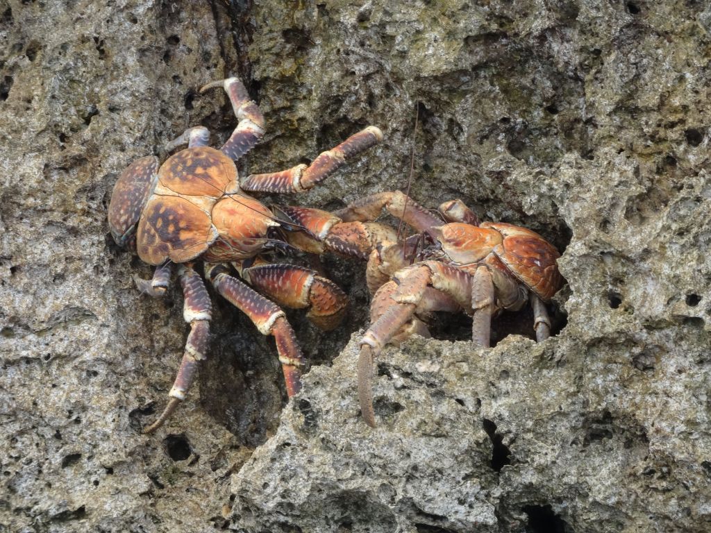 coconut crabs