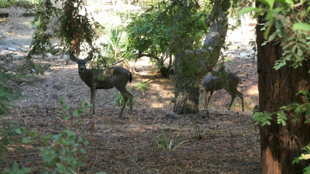 deer in your backyard (both good and bad)