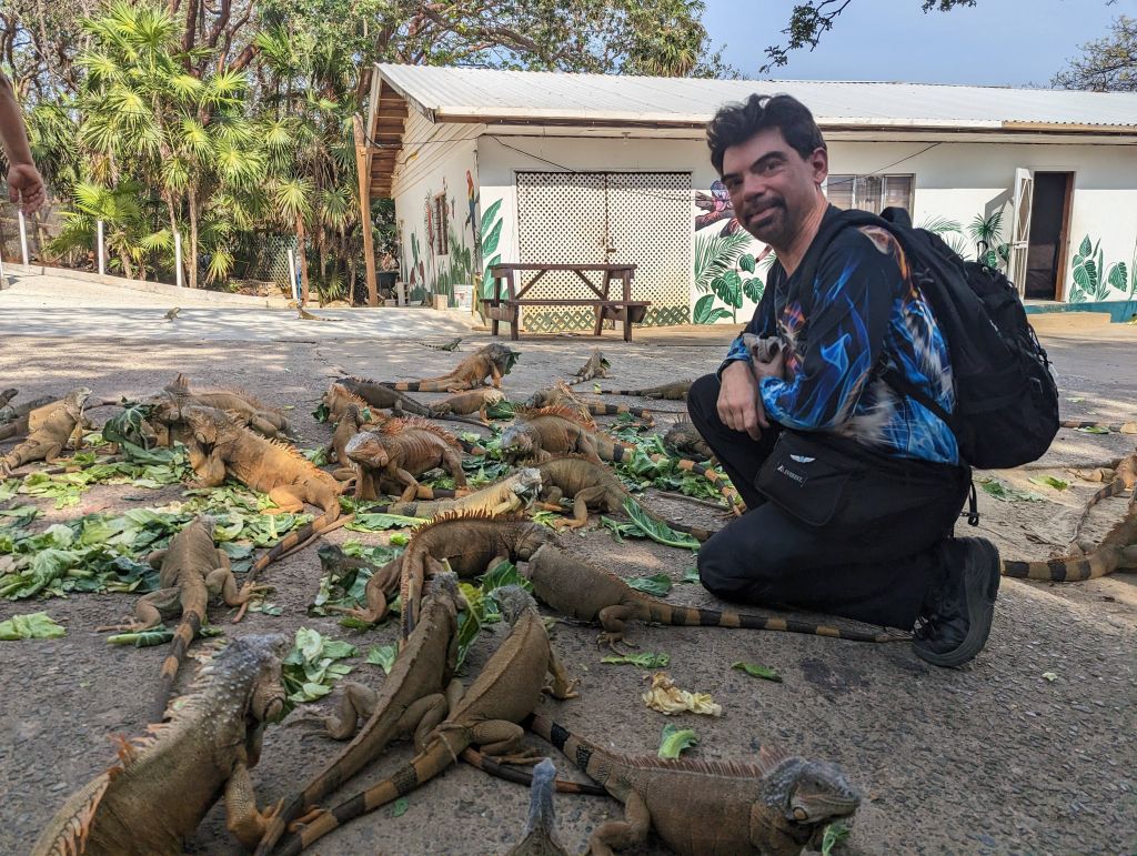 hungry iguanas