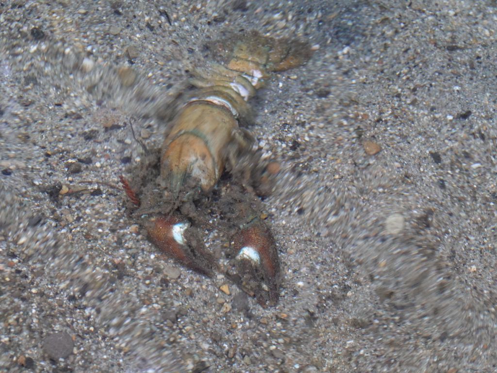 the river had crayfish