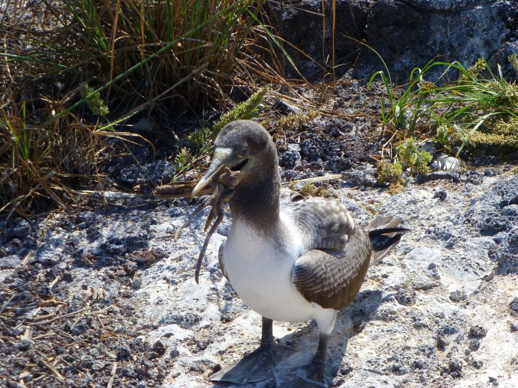 this juvenile was happy playing with its stick