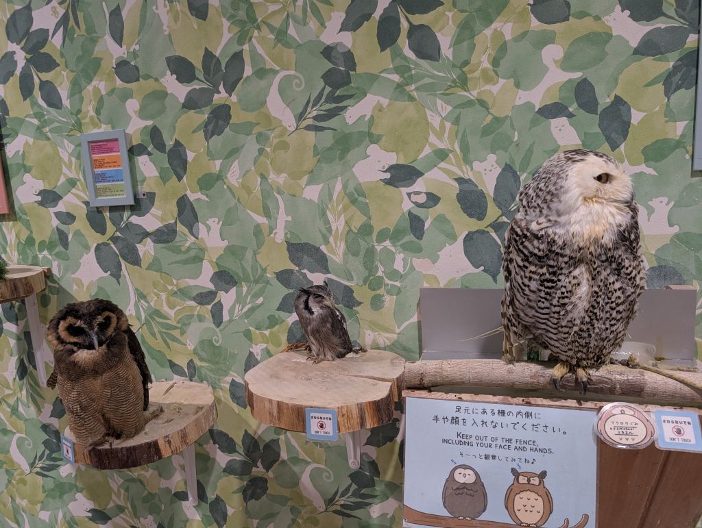 also an owl café :)