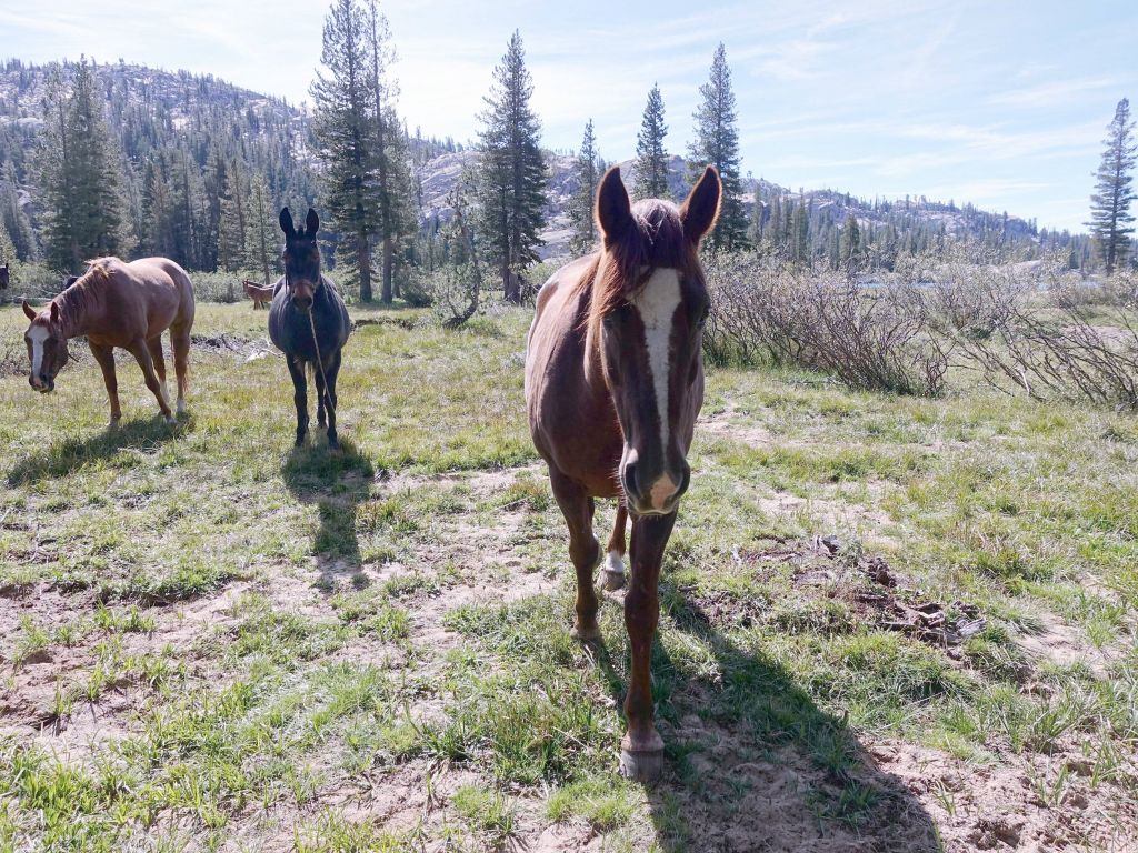 a few packing horses came to check us out