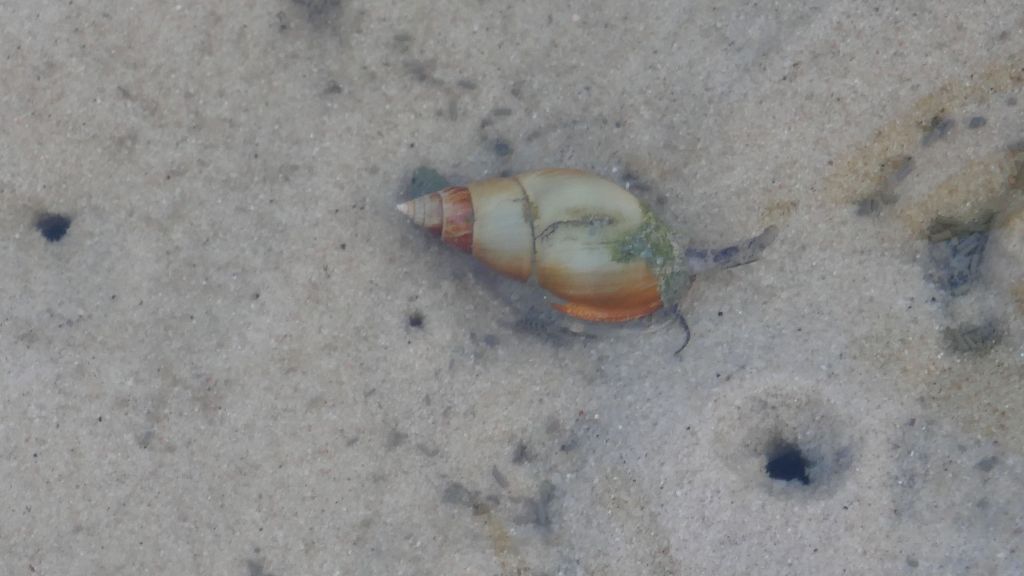 lots of snails as tide was getting lower