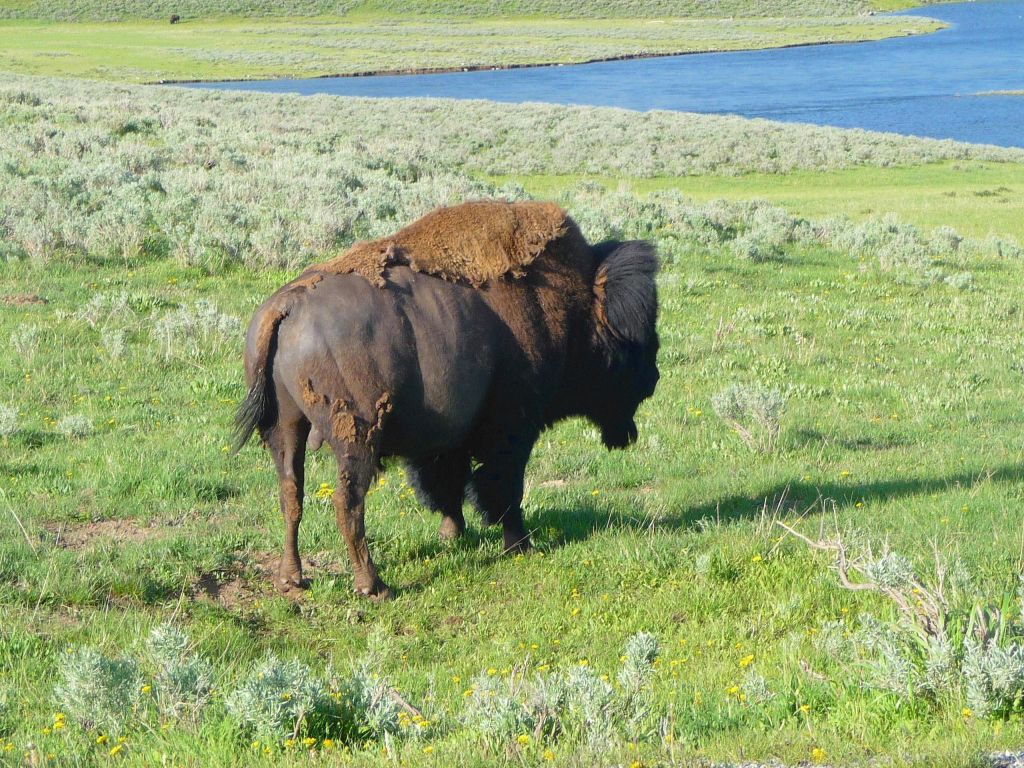 A lot of bisons in the park