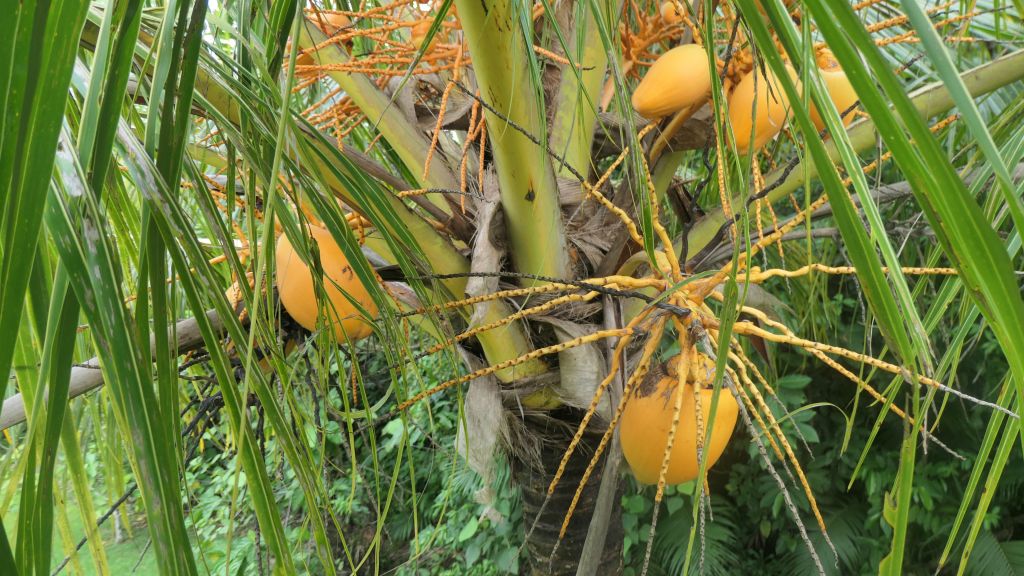 they also had yummy young coconuts