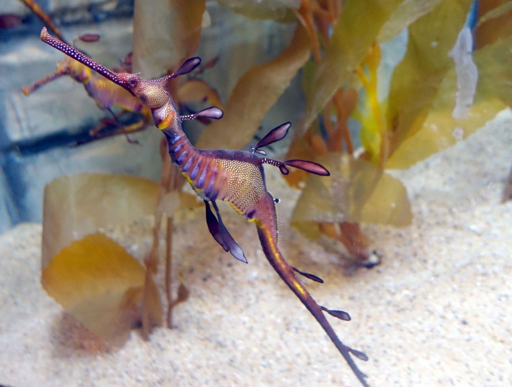 the weedy seadragon are so pretty