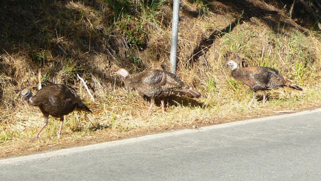 we were very tempted to pick up a couple for dinner :)