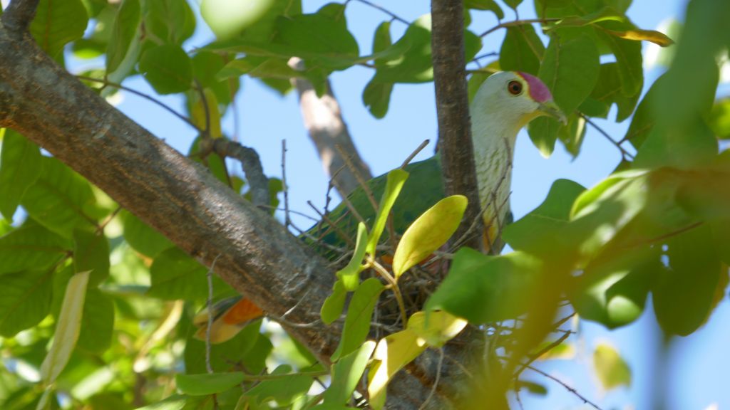 nice colorful bird