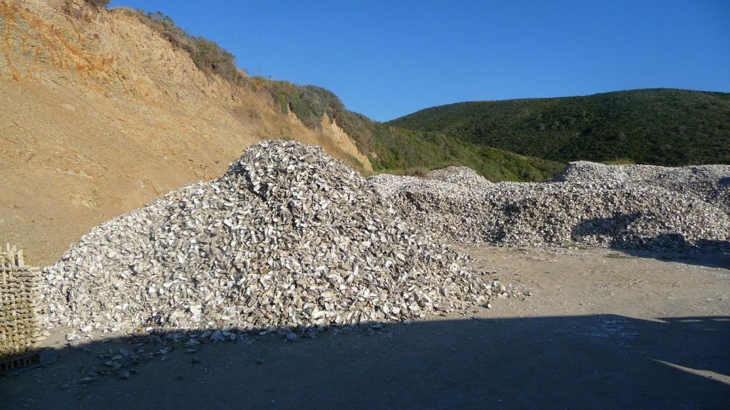 a few oyster shells :)