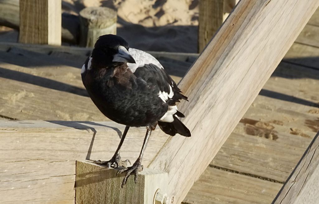 magpie bird