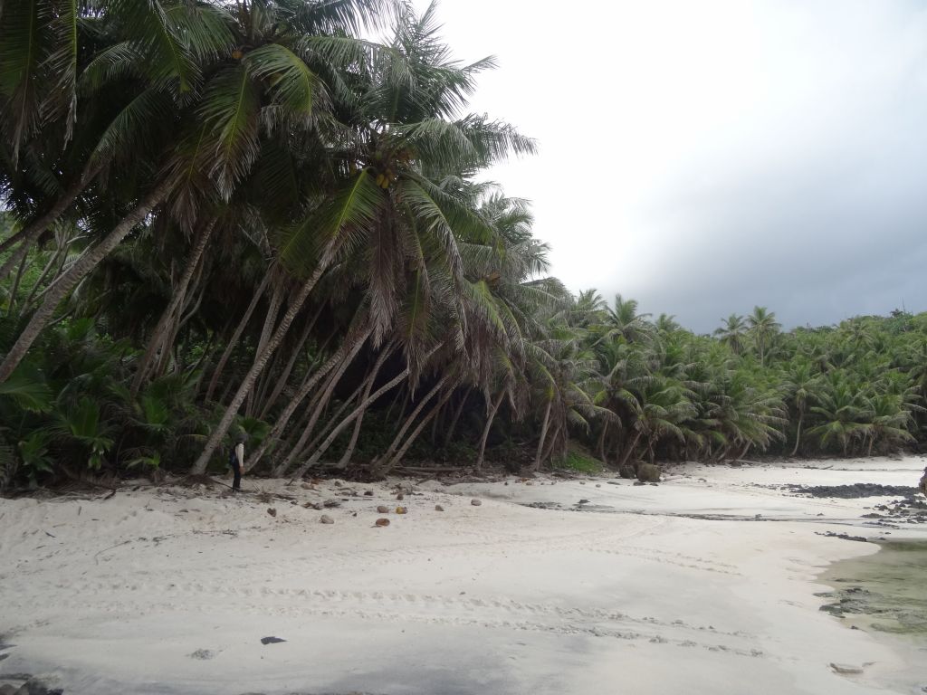 the tracks are from turtles that came to nest