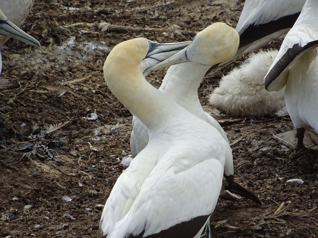 couple preening one another