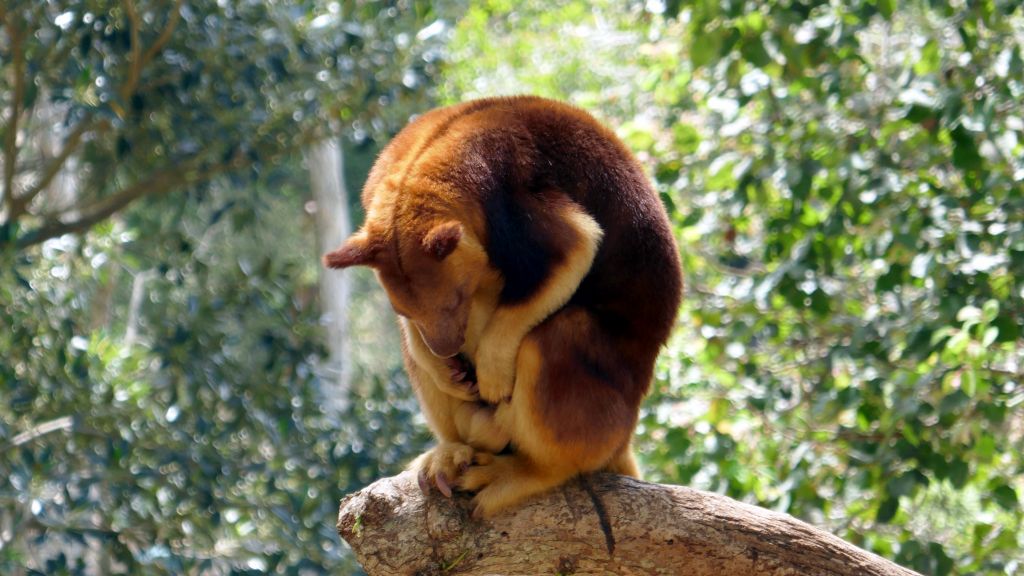 tree kangaroos are cool