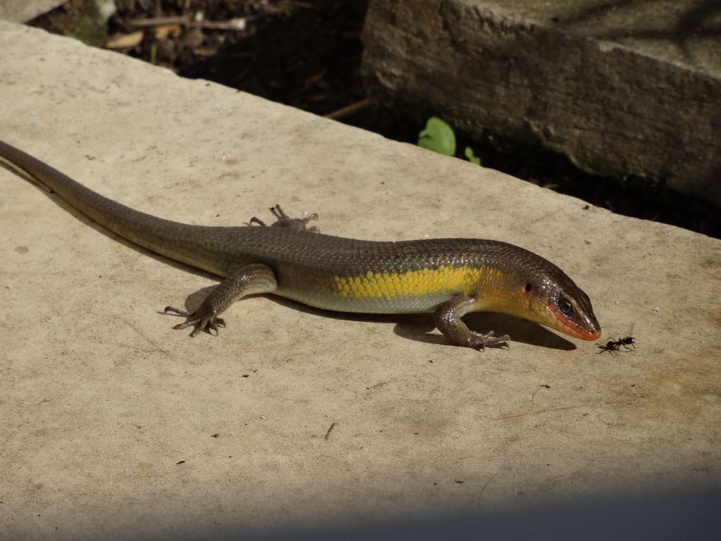 the lizards were having breakfast too :)