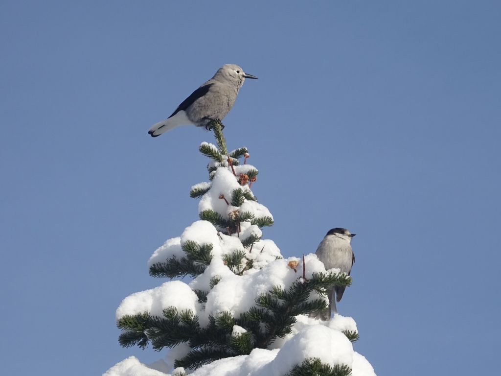 nice fluffy birds :)