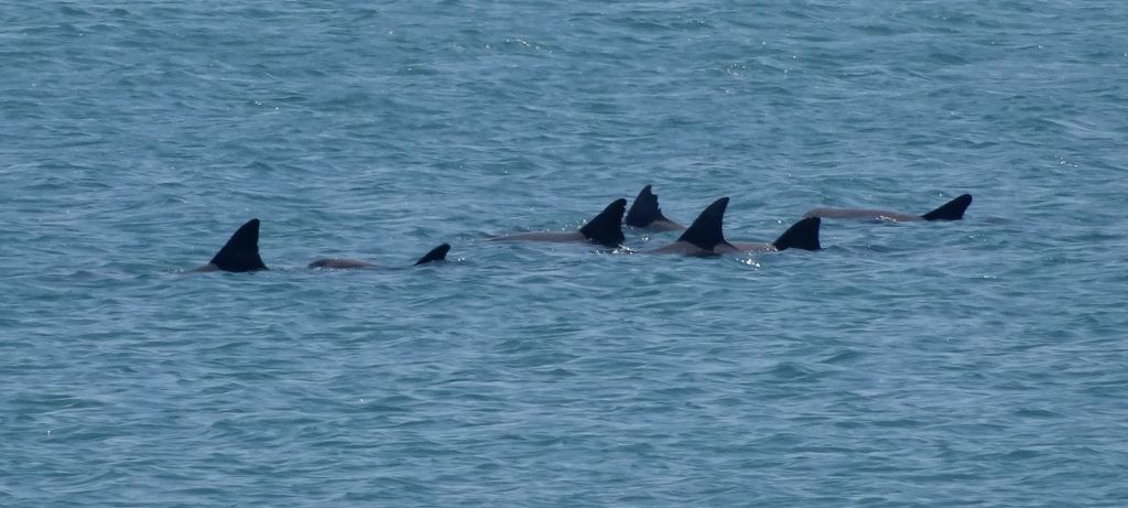 the dolphins swimming close to shore, but not interested in coming to see us