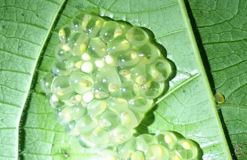 you can see the eyes on those tadpoles