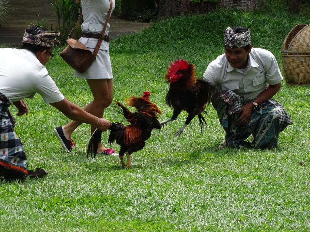 they showed us how cocks fight. Mmmh, ok