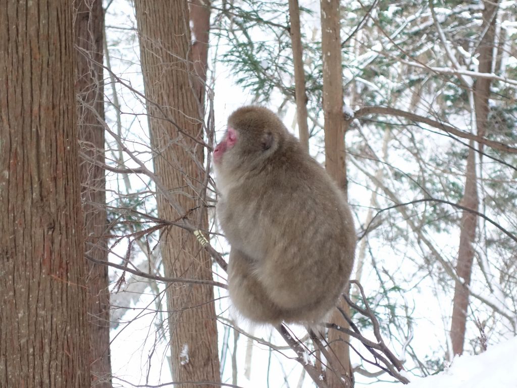 amazing it can stay in a branch like that