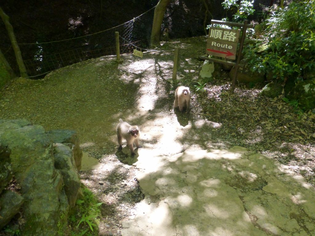 they were afraid of attacking me, but they went after Jennifer when she wasn't close enough to me, and starred at them when she was worried instead of turning her back and walking to them