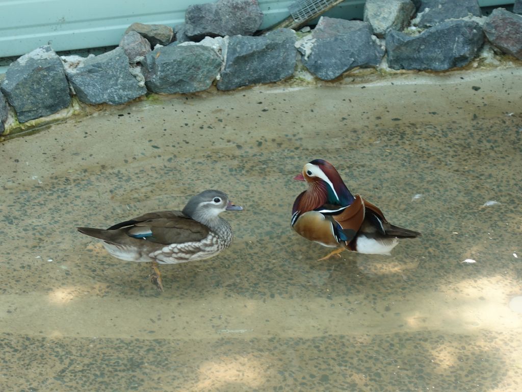 mandarin ducks, also colorful