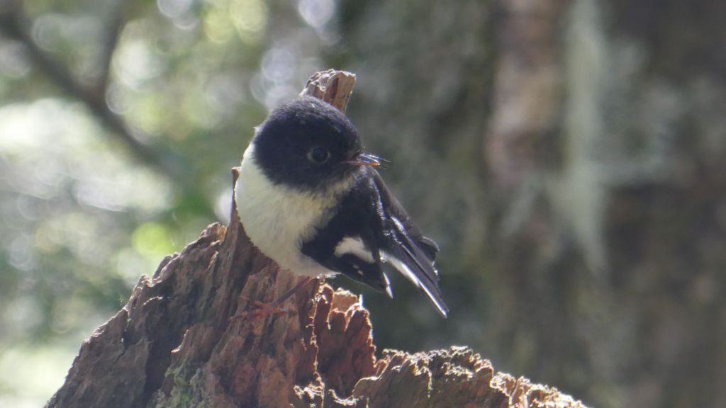 lovely birds