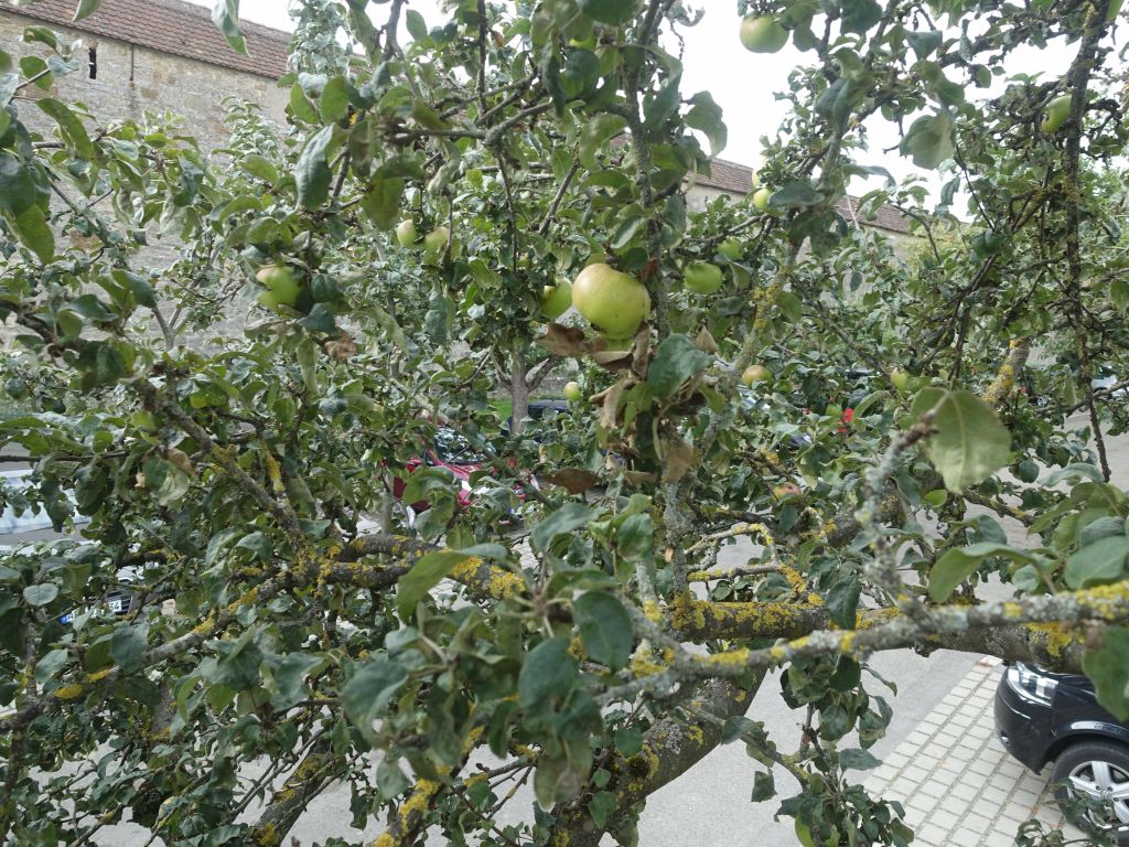 I climbed a tree and got some apples for Jennifer :)