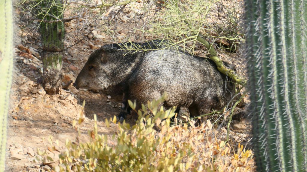 Javelinas