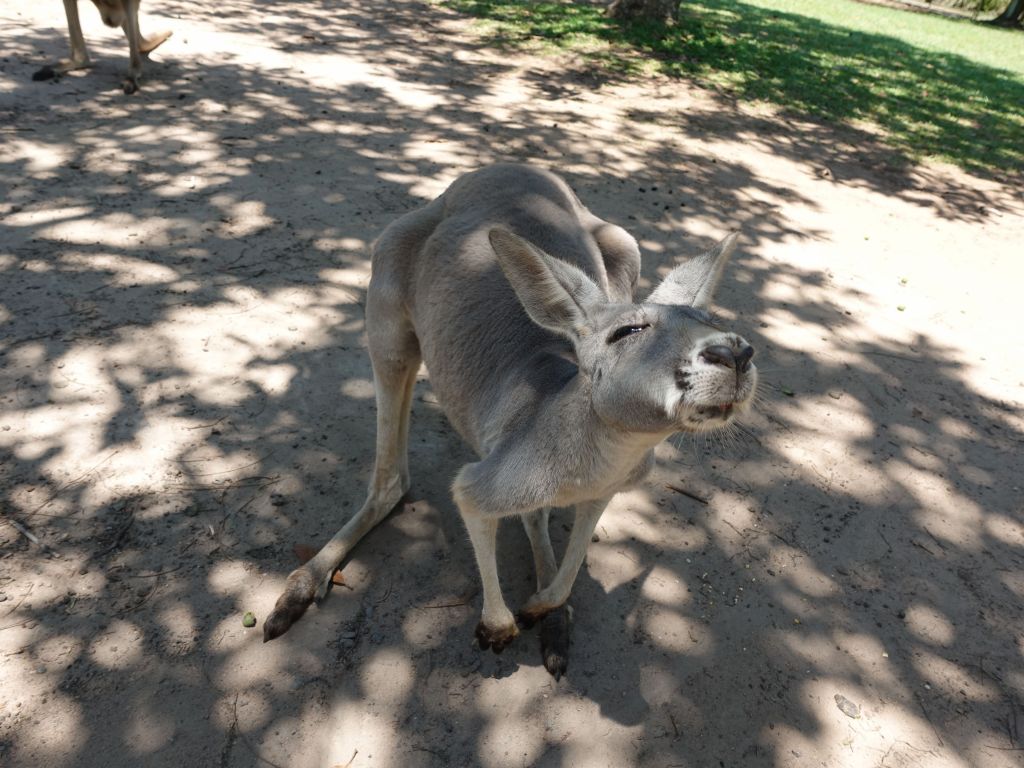 red kangaroos are cool looking and soft