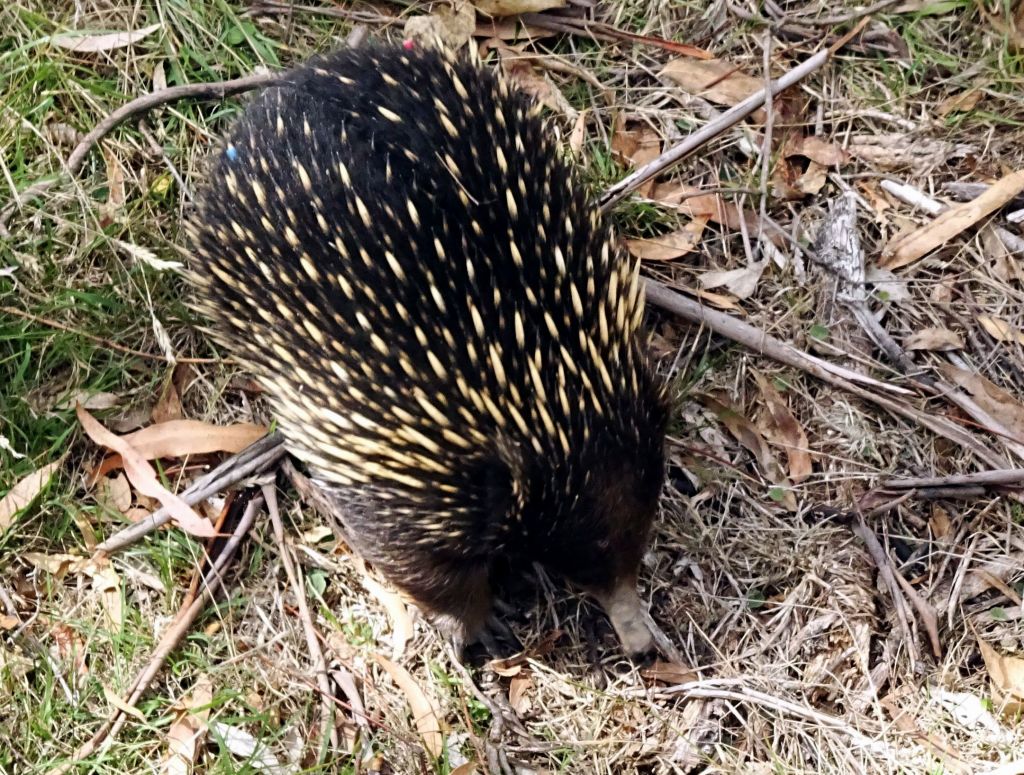 I even found a wild echidna roaming around